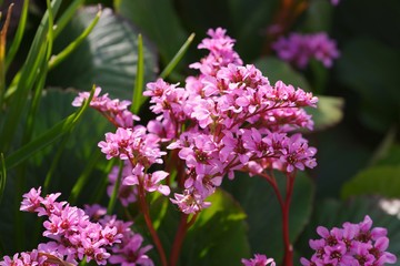 Bergenia stracheyi (Himaraya yukinoshita)
