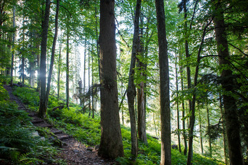 Image of forest with fern