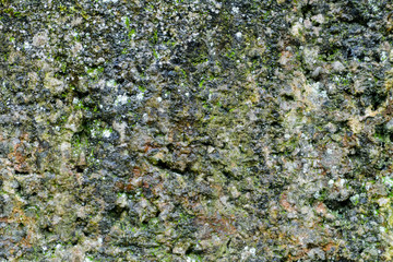 grunge texture, background: old wall covered with moss