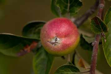 A ripe winter apple on the tree