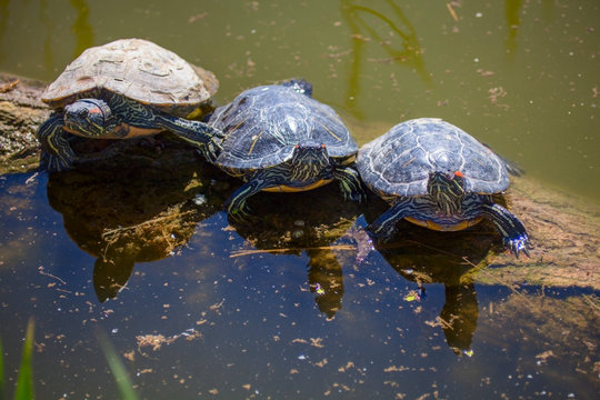 Turtle