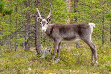 Reindeer in forest in autumn in Norway