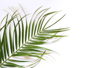 Composition of green palm leaves isolated on white background. Summer concept. Tropical summer holiday. Flat lay, top view, copy space, square.