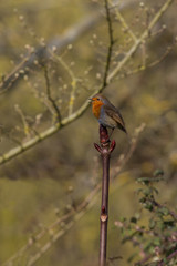 photo of a little Robin redbreast sitting on a branch