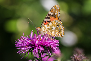 papillon