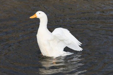 White, domestic duck, Pekin duck, rising up out of rippling water, with wings extended backward.