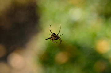 Close up spider on the web or spider web on blurry background