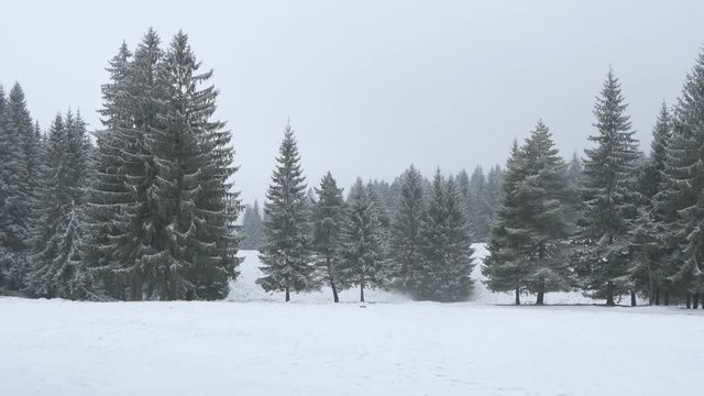 Pan right of fir trees on winter day