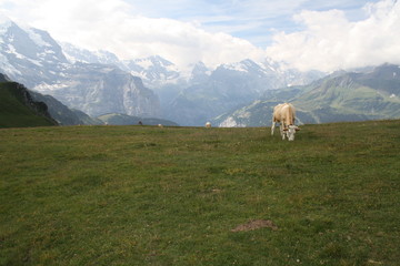 Naklejka premium Vacas pastando hierba