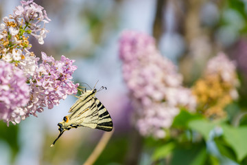 Eastern swallowtail butterfly (Papilio glaucus) on lilac bush flowers collecting pollen, blurred colorful background