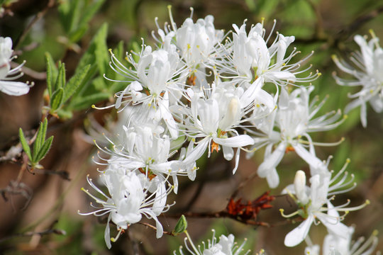 White-flowered variety of Canada rosebay or rhodora (Rhododendron canadense Alba) in garden