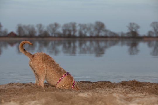 hellbrauner Mischlingshund buddelt im Sand am Strand des Flusses Weser, der Kopf ist im tiefen Loch verschwunden
