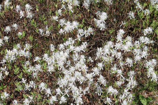 White flowers of Canada rosebay or rhodora (Rhododendron canadense Alba) in garden