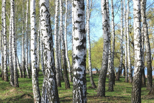 birch trees with white bark in spring in birch grove
