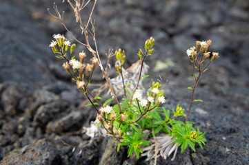 ハワイ島で冷え固まった溶岩から生えている植物
