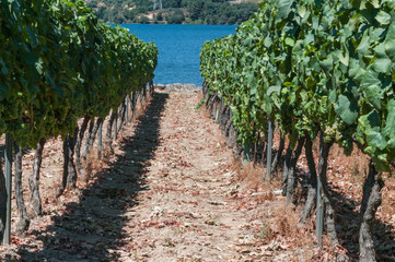 Fototapeta na wymiar Row of vines in a vineyard on the slopes of the mountain next to the reservoir of Castrelo de Miño, Ourense, Galicia (Spain).