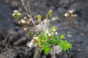 ハワイ島で冷え固まった溶岩から生えている植物