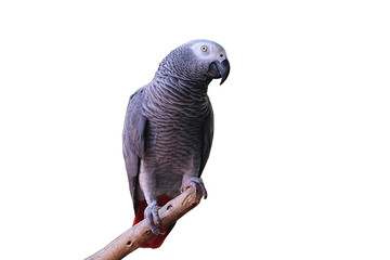 Fototapeta premium White and black parrot Island on the branch,isolated.