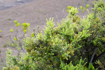 キラウエア火山の火口付近に生える植物