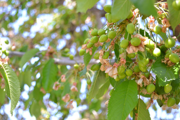 Unripe cherries on a branch.