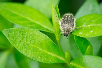 Close up of Tropinota hirta beetle crawling on green leafs