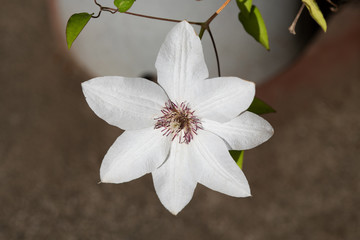 白いクレマチスの花のアップ