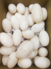 Many crocodiles eggs are available. Can be used as food.