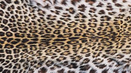 Close-Up Shot of Real Leopard Panther (Panthera Pardus Linnaeus ) Skin / Pelt.