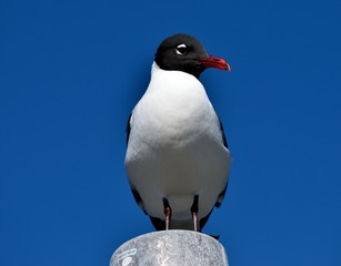 Laughing Gull in the wild resting on a piling 