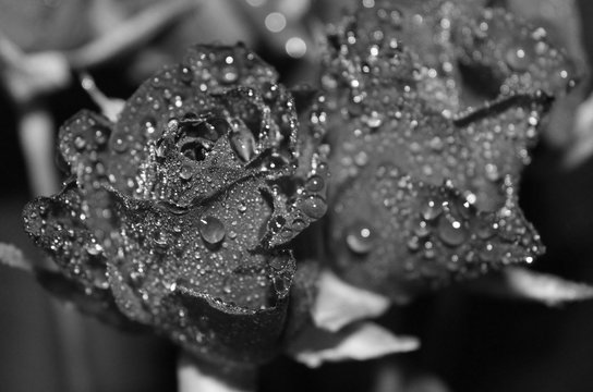 Rosen in schwarz weiß