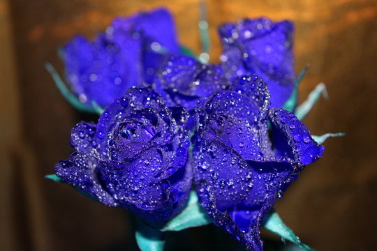 blaue Rosen mit Wassertropfen