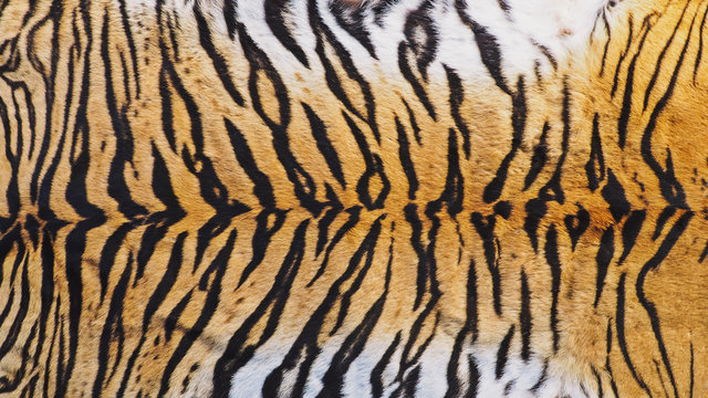 tiger skin background clipart of dogs