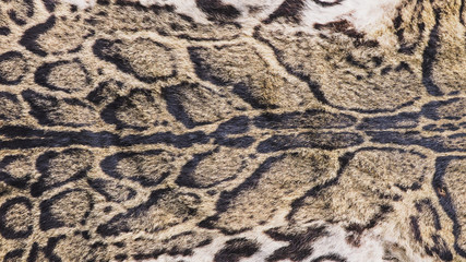 Close-Up Shot of Real Clouded Leopard (Neofelis Nebulosa Griffith) Skin / Pelt.
