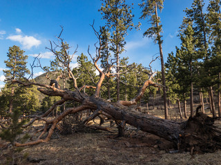 Fallen Tree in the Mountains