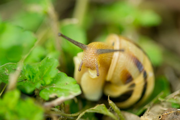 Close up macro of snail on green leafs
