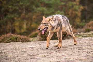 The gray wolf or grey wolf (Canis lupus) standing on a rock	