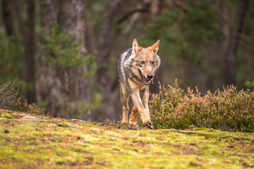 The gray wolf or grey wolf (Canis lupus) standing on a rock	