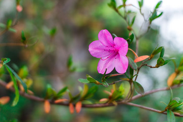 A gentle pink flower. Azalea. Charleston. The garden of South Carolina. Plantation and magnolia gardens
