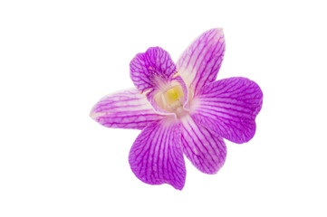 Fototapeta na wymiar beautiful pink orchid isolate on white background