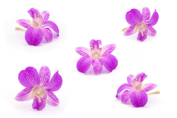 beautiful pink orchid isolate on white background