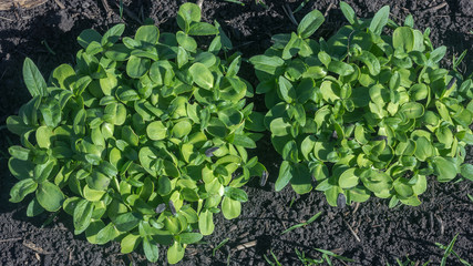 Sunflower seedlings grow in green bunches, organic greens