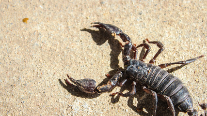 live black scorpion (Emperor Scorpion)