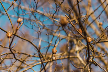 Tulip tree in early spring against the blue sky