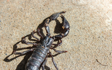 live black scorpion (Emperor Scorpion)