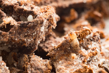 termites damage home, macro close up termites in anthill