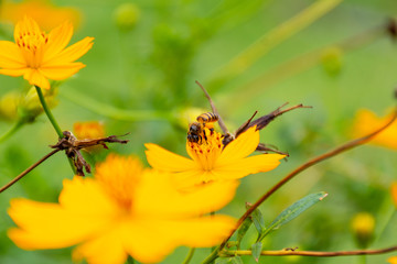 Bee on flower pollen in the leg.