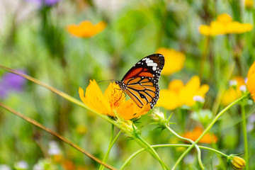 Butterfly with flowers