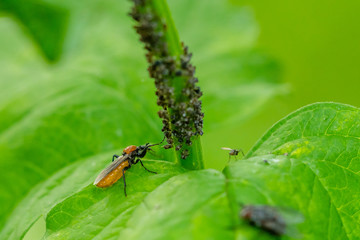 Close up macro of large amount of small black insects  on green plant branch