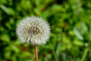Dandelion clock seed head