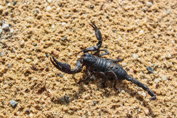 live black scorpion (Emperor Scorpion)